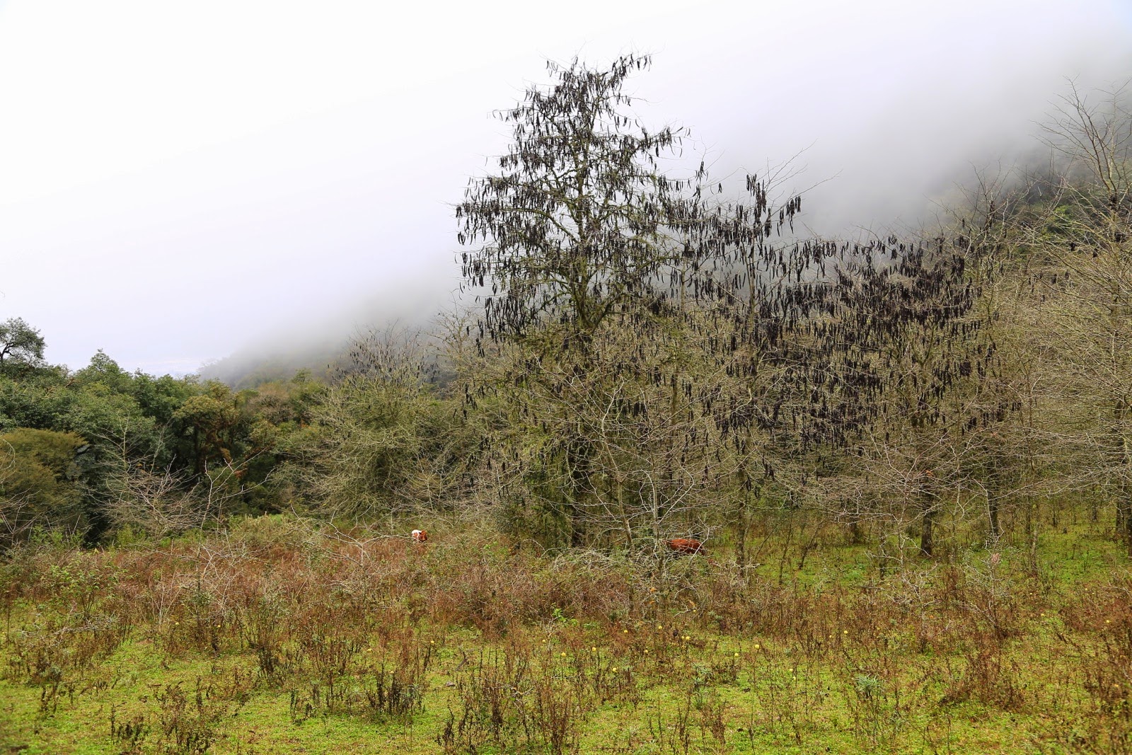 Collines dans la brume à San Lorenzo