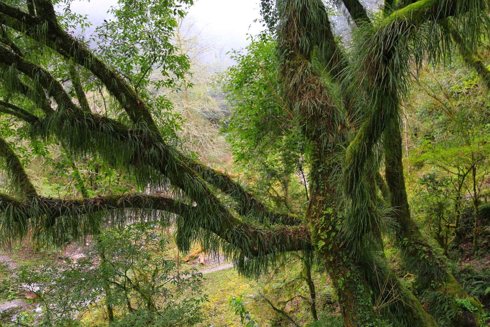Arbres couverts de mousse