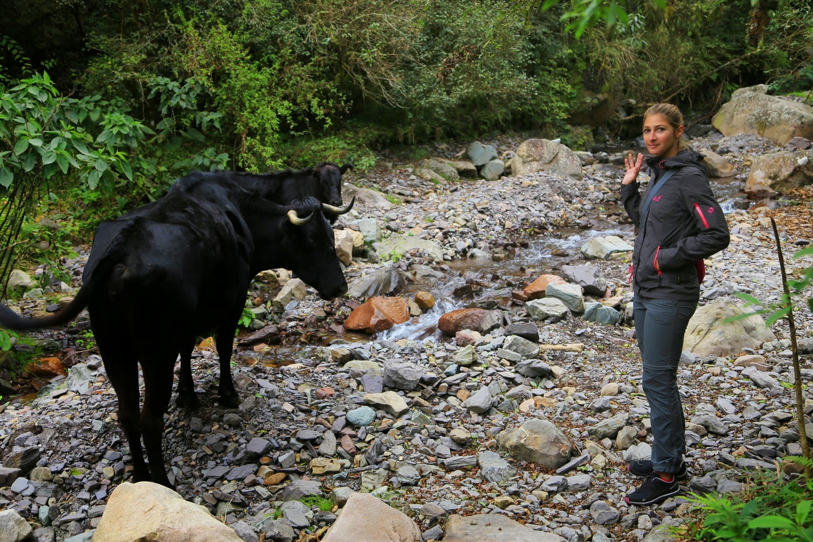 Vache au bord de la rivière