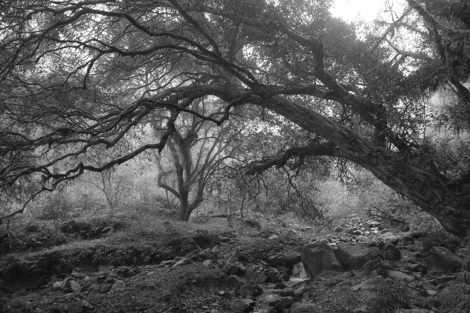 Arbre noueux en noir et blanc