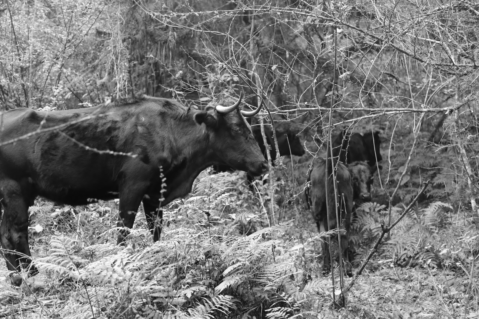 Vaches dans les buissons en noir et blanc