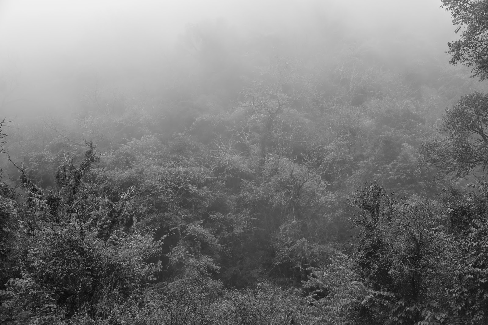 Forêt dans le brouillard en noir et blanc