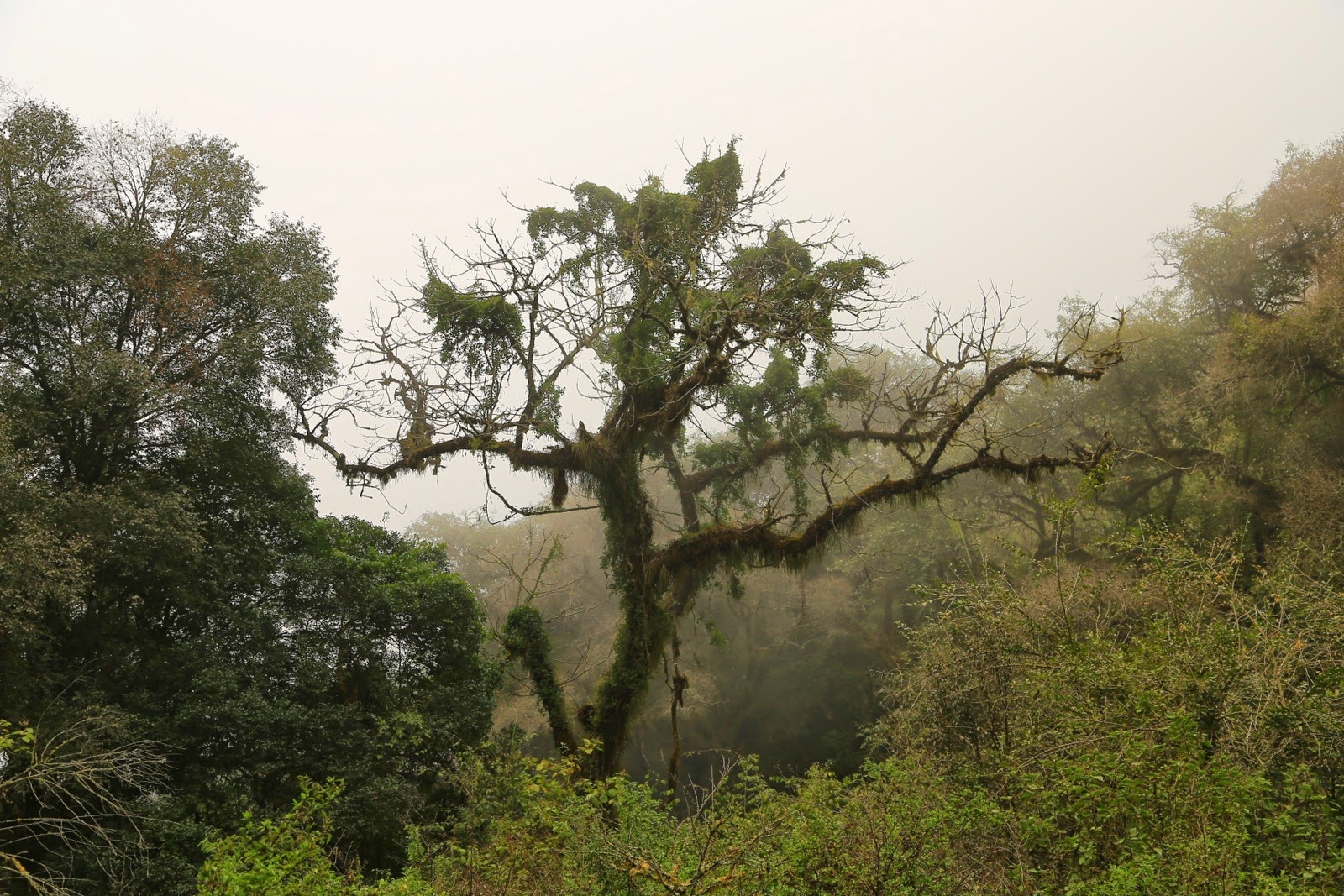 Arbres aux branches chevelues dans la brume