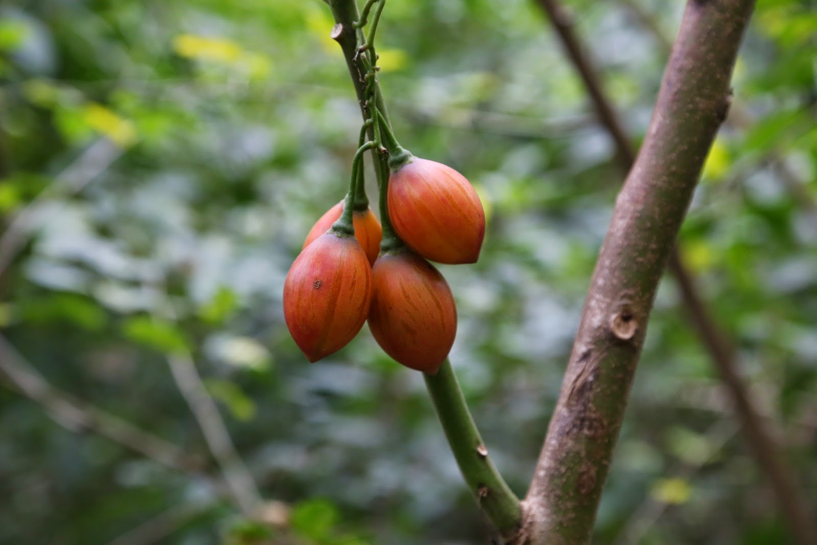 Fruits de la tomate del árbol
