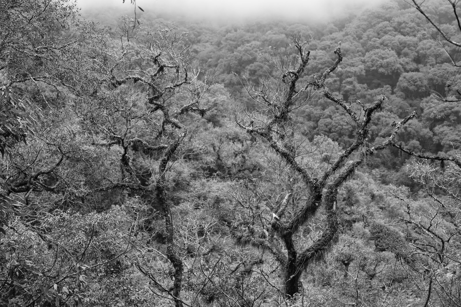 Branches tortueuses en noir et blanc