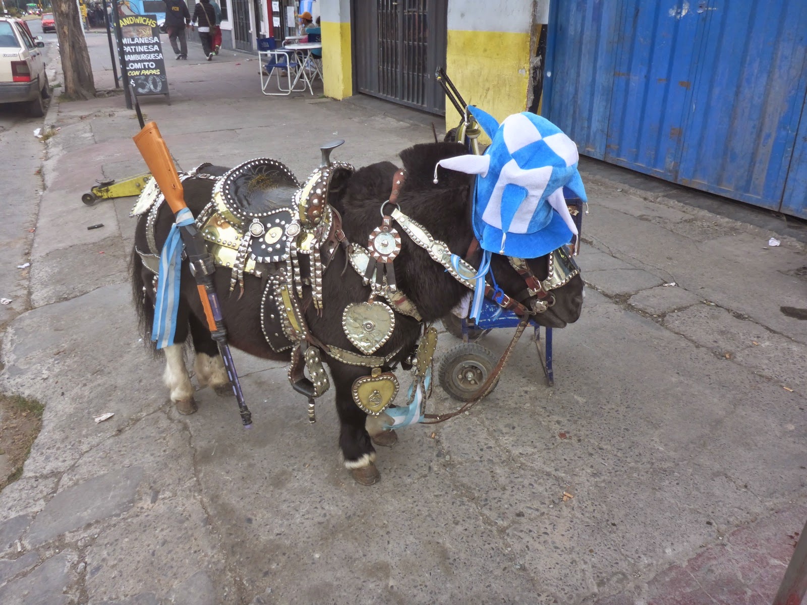 Poney miniature aux couleurs de l’Argentine