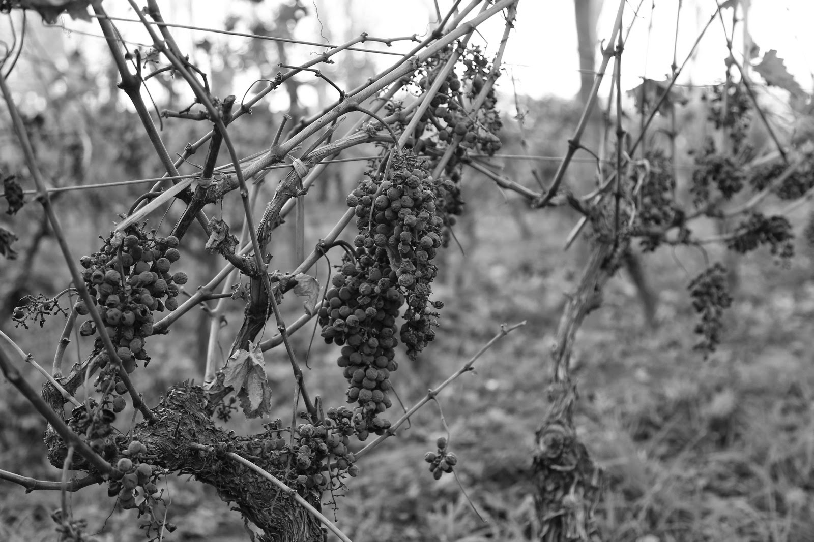 Grappes oubliées en noir et blanc