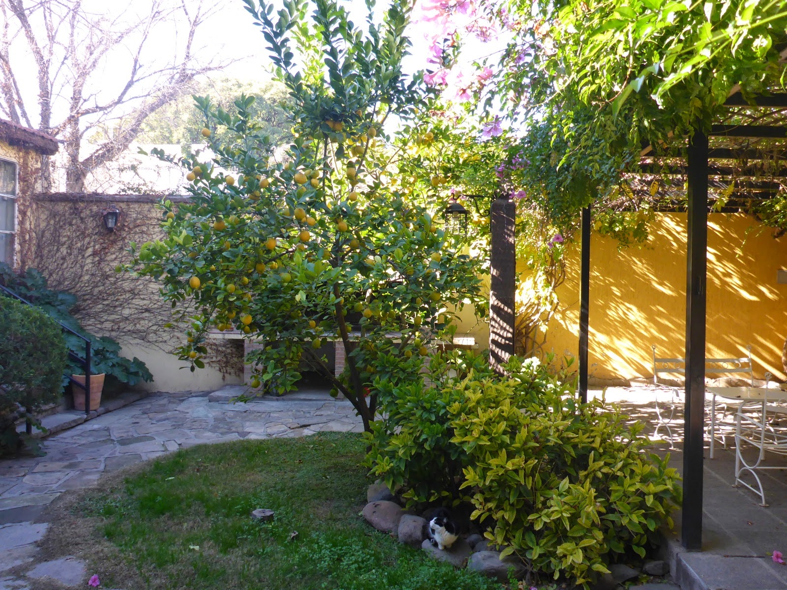 Patio verdoyant de l’auberge
