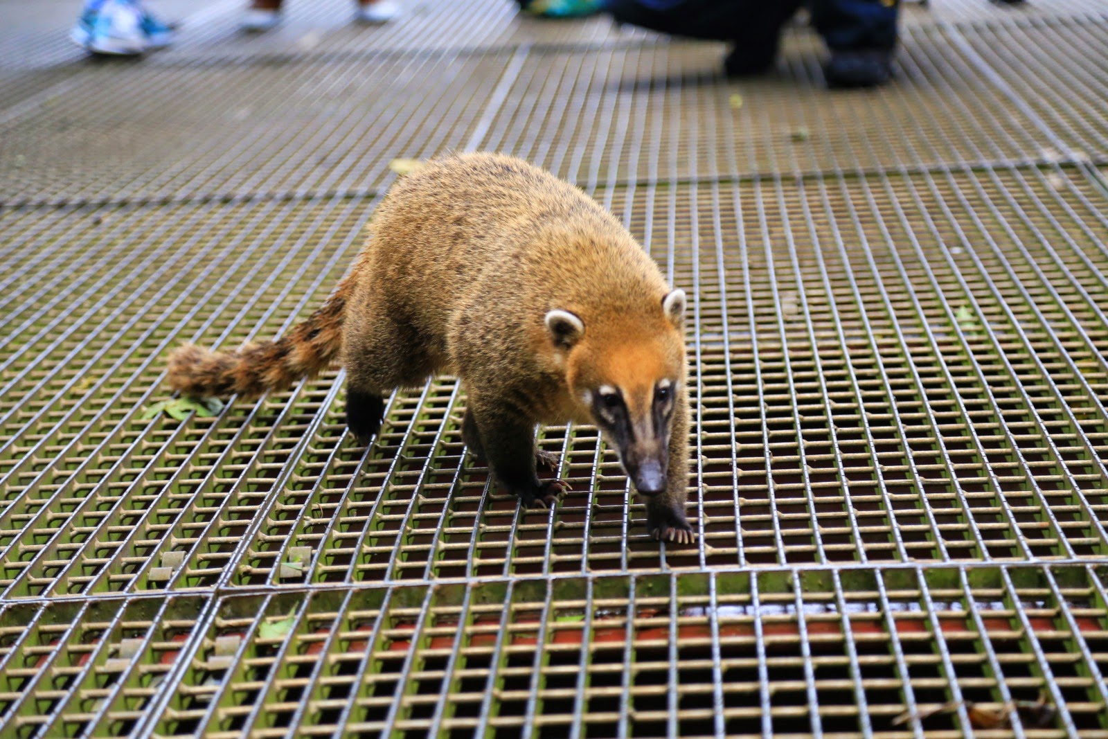 Coati sur une grille métallique