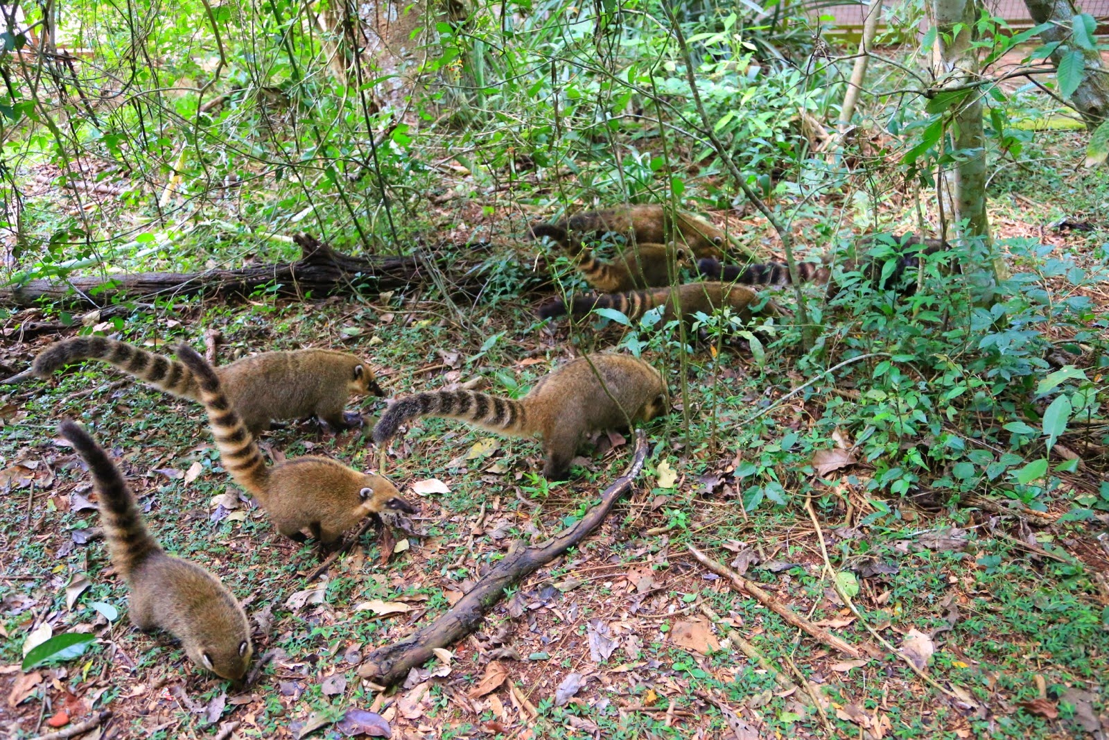 Groupe de coatis