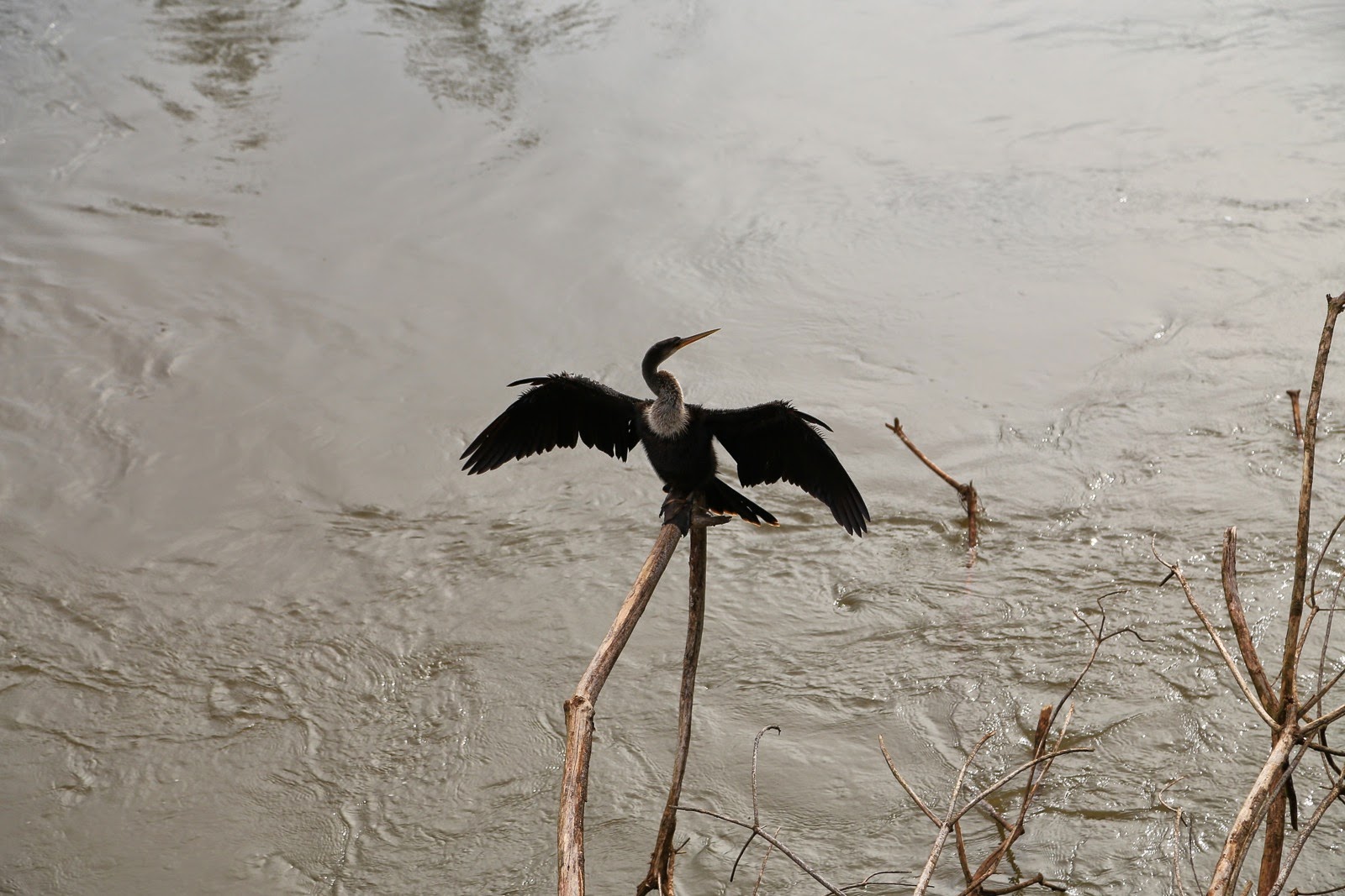 Cormoran sur une branche