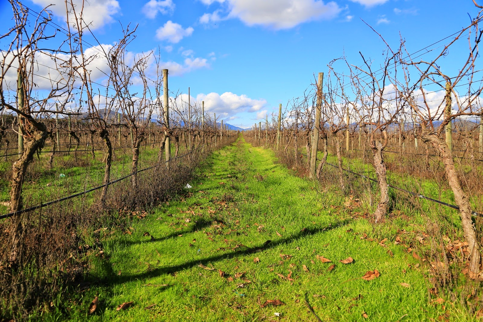 Rangs de vigne en hiver