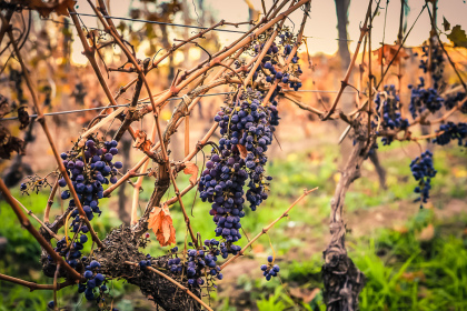 Grappes de raisin dans un vignoble de Mendoza