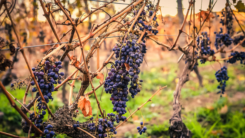 Grappes de raisin dans un vignoble de Mendoza