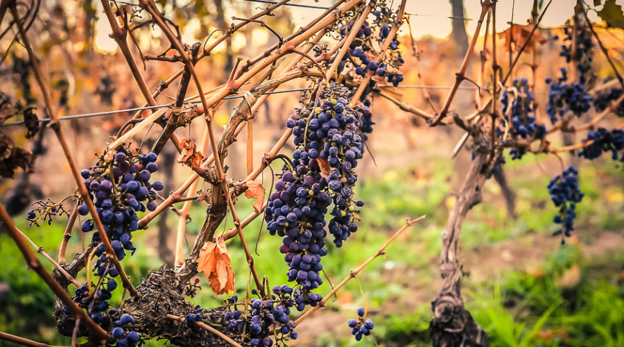 Grappes de raisin dans un vignoble de Mendoza