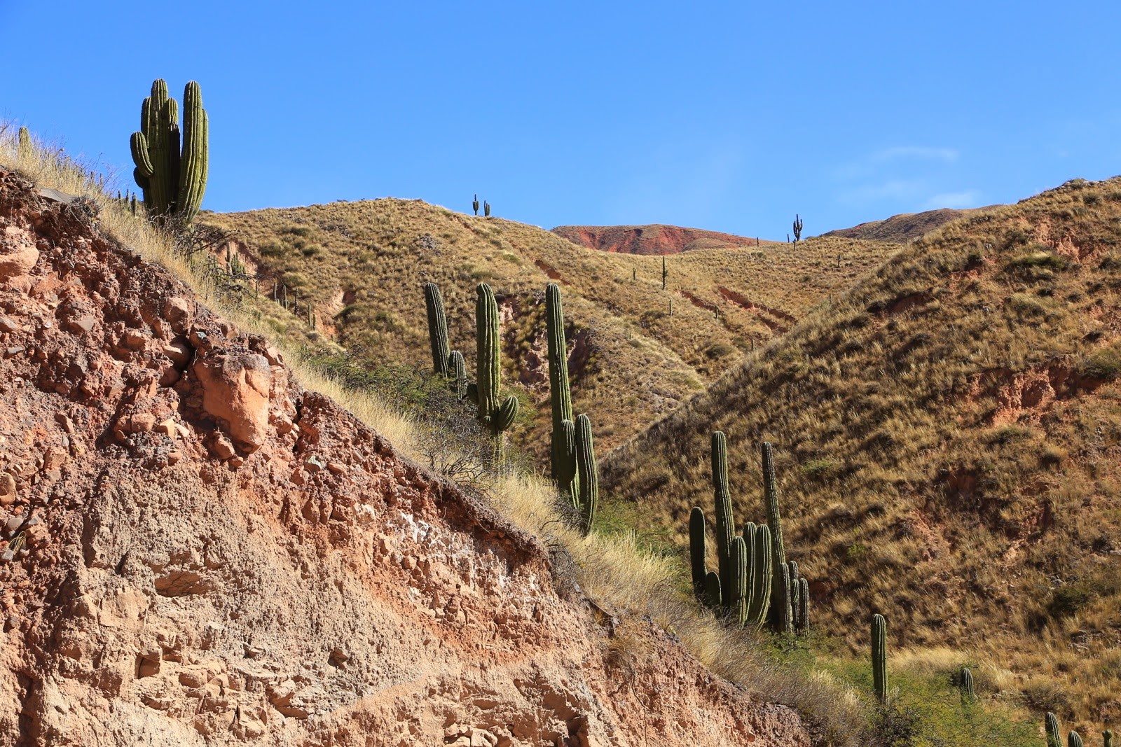 Cactus sur les pentes de la vallée