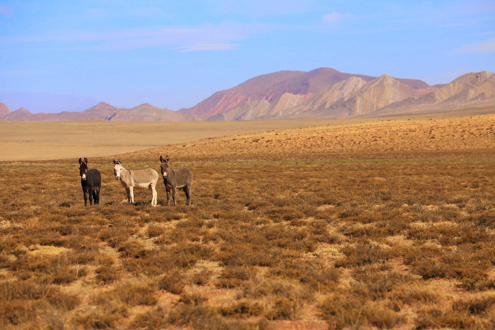 Mules dans la plaine désertique