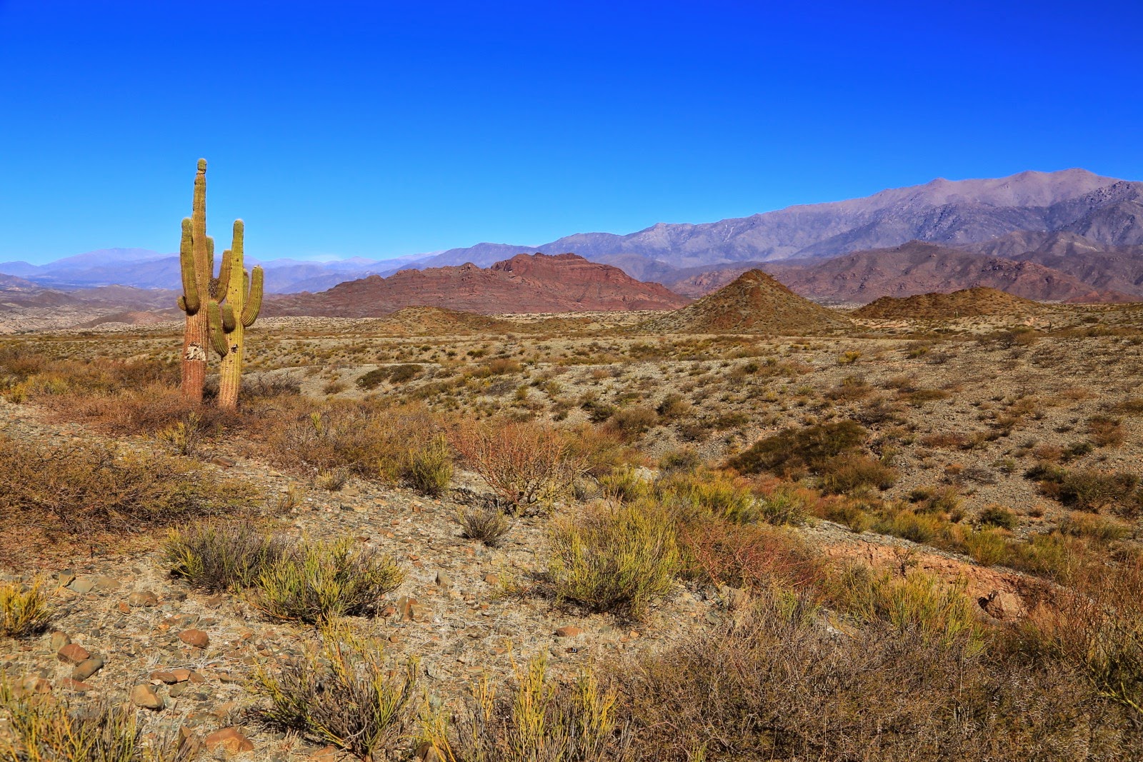 Cactus et steppe sur la Ruta 40