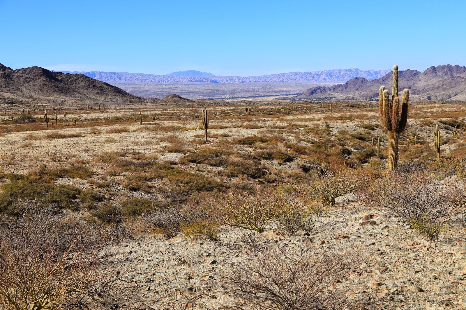 Plateau et cactus