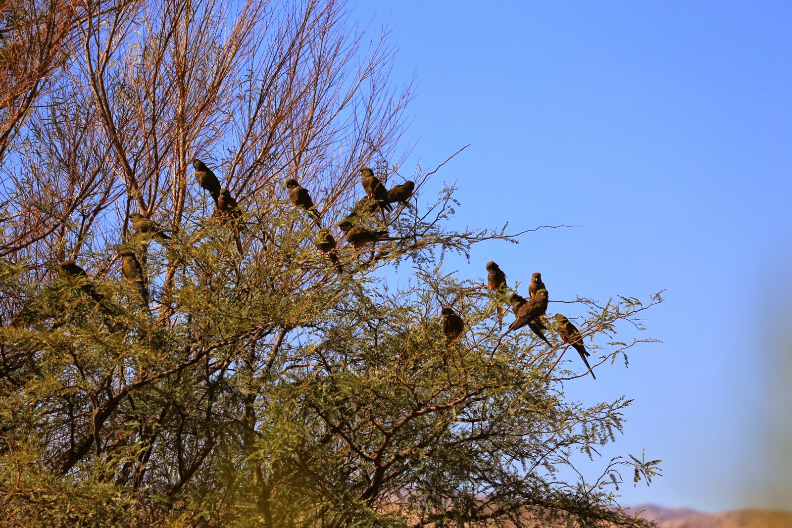 Perroquets dans un arbre
