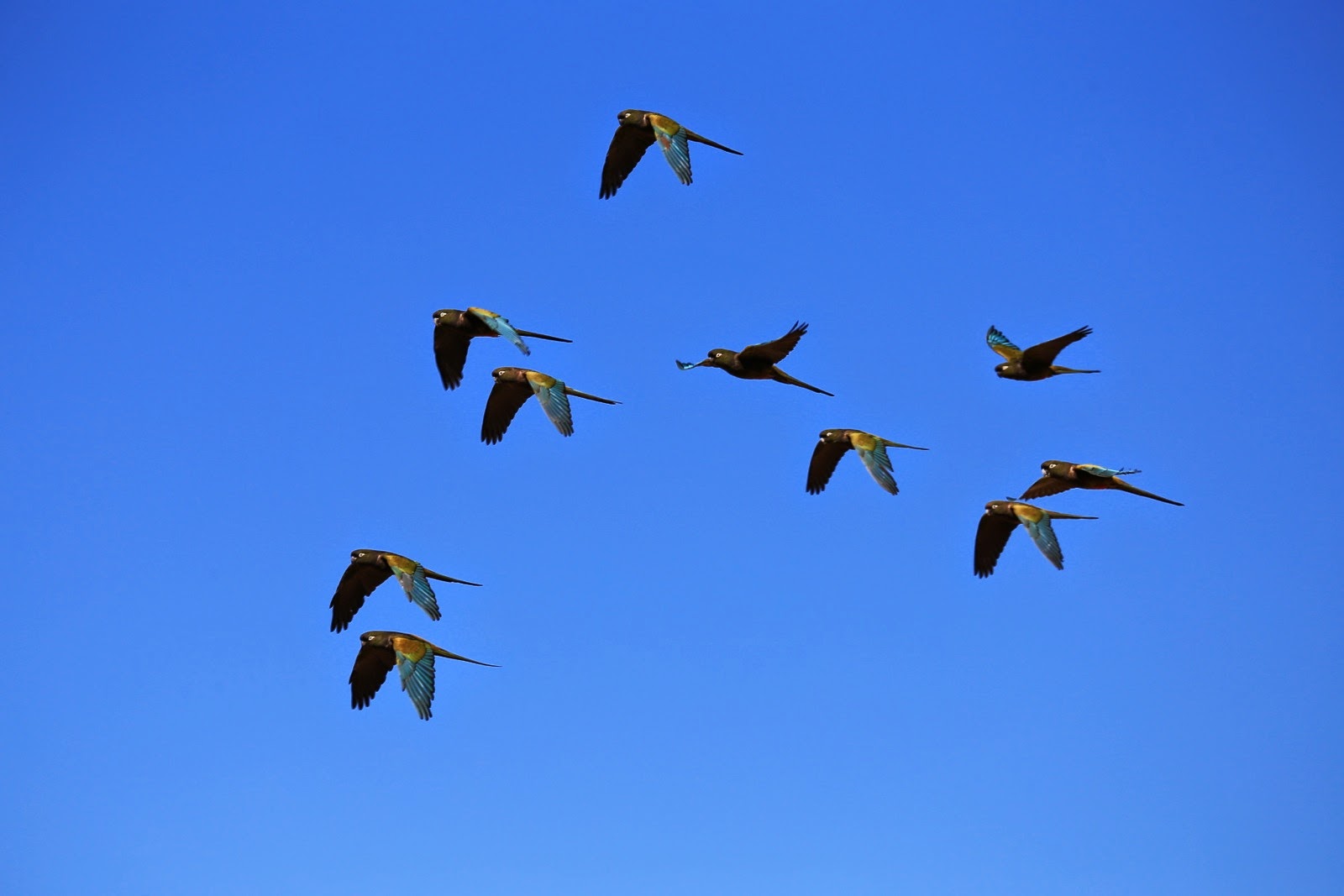 Vol de perroquets dans le ciel bleu