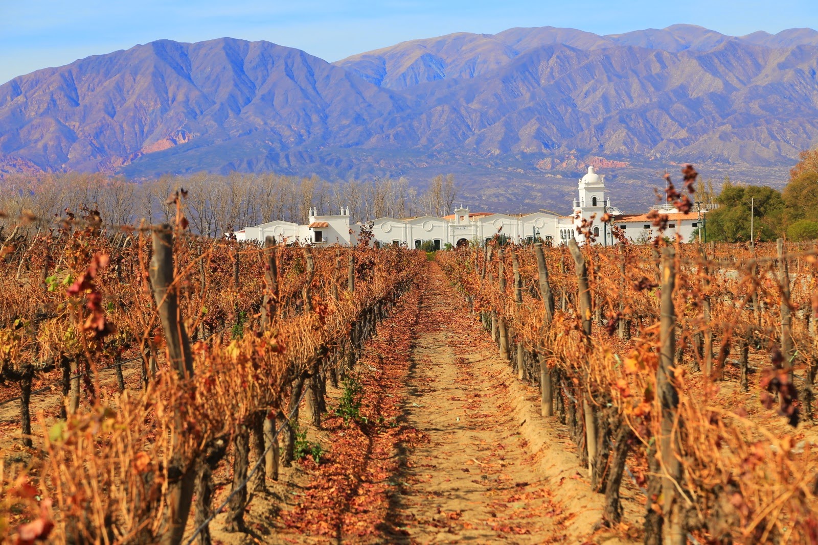Vignes en hiver près de Cafayate