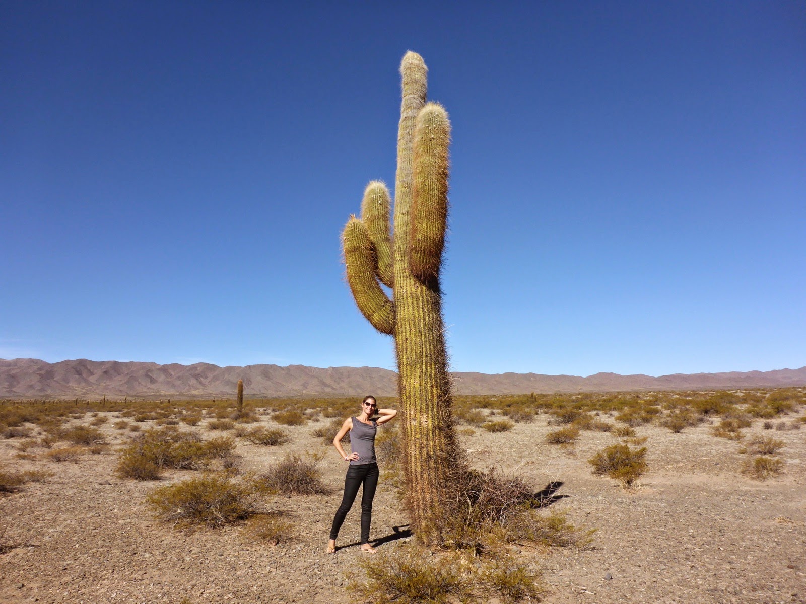 Au pied d’un cactus géant