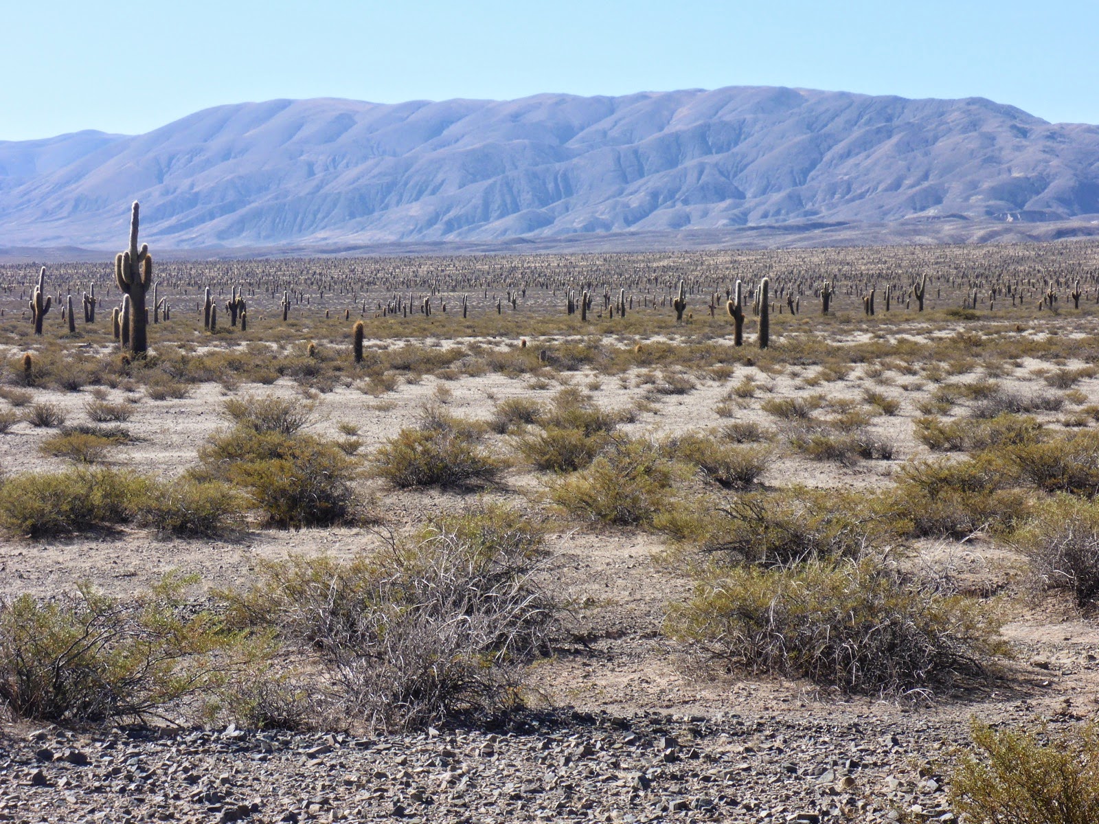 Plaine de cactus et montagnes