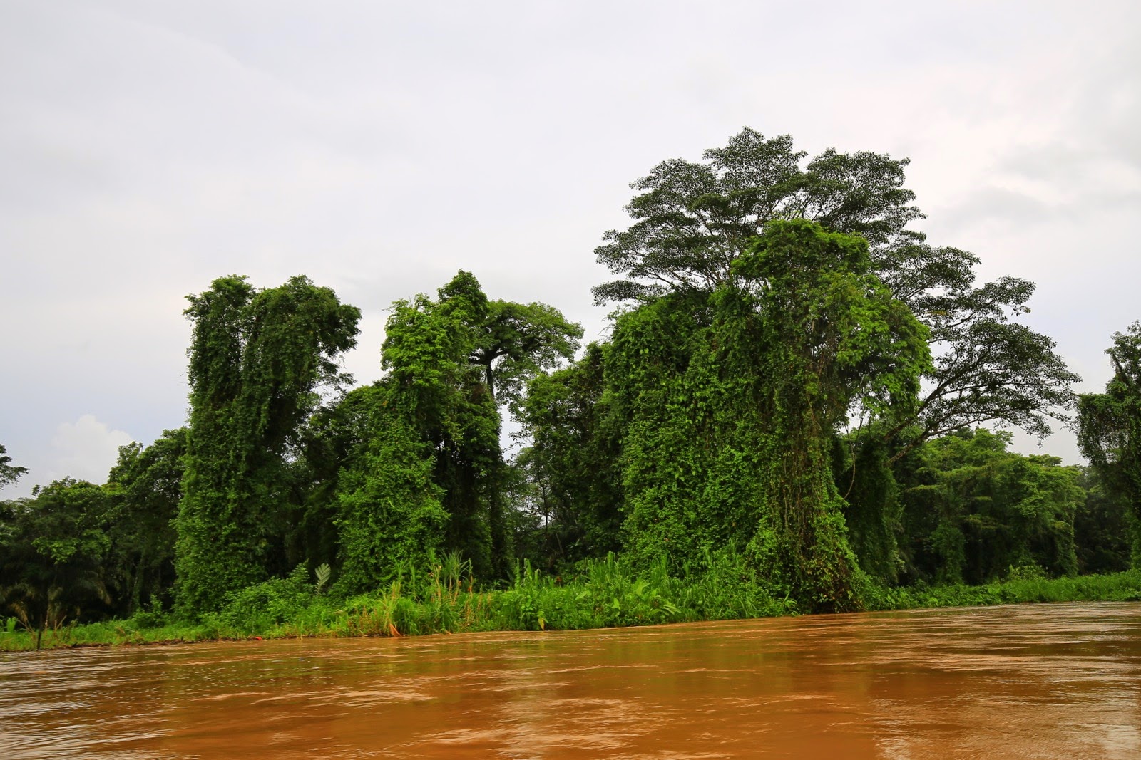 La rivière en crue et la jungle, sur la route de Tortuguero