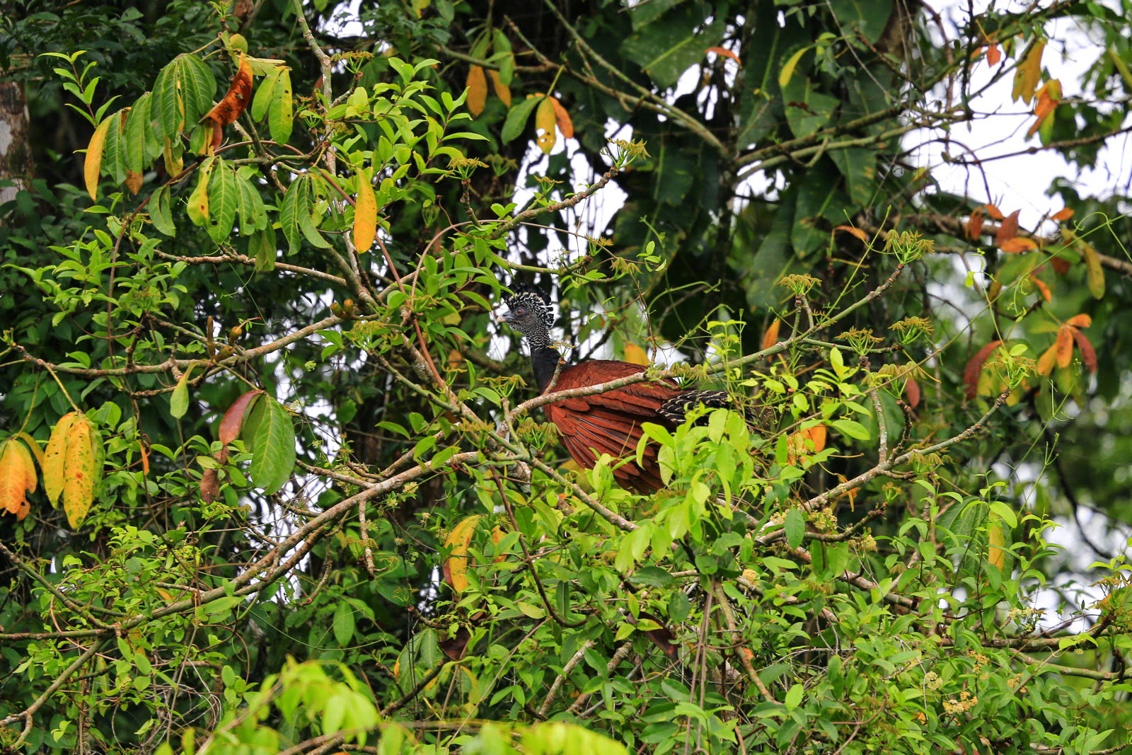 Un oiseau caché dans le feuillage au bord du caño