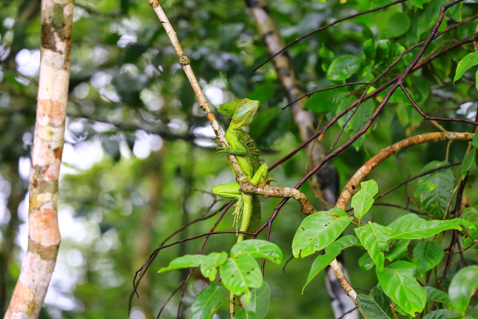 Un lézard vert presque invisible dans les branches