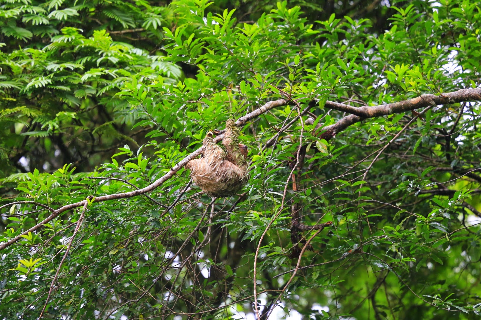 Un paresseux dans les arbres du parc national de Tortuguero