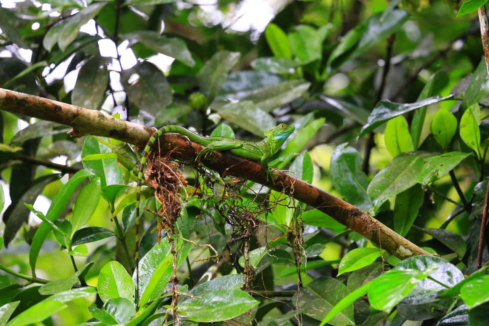 Un animal camouflé sur une branche
