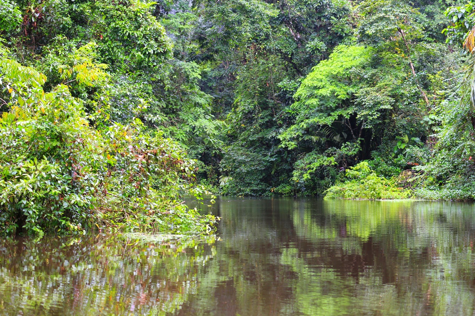 Un caño bordé de jungle dans le parc national de Tortuguero