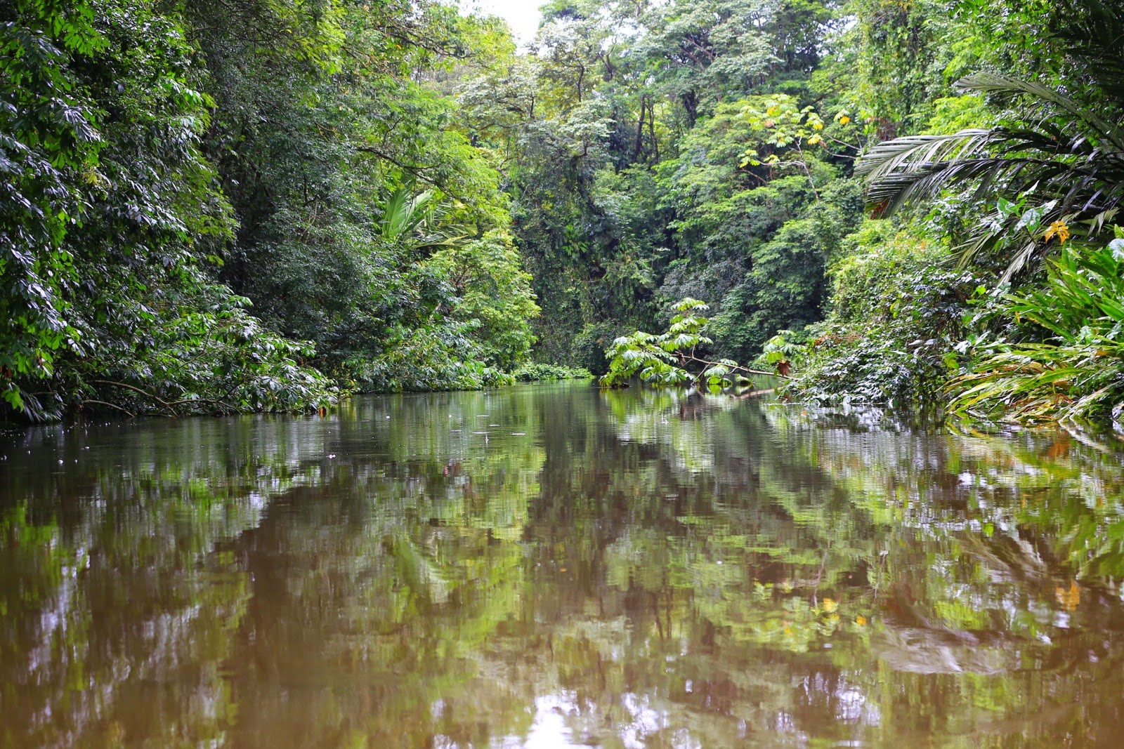 Reflets de la jungle sur les eaux calmes d’un caño