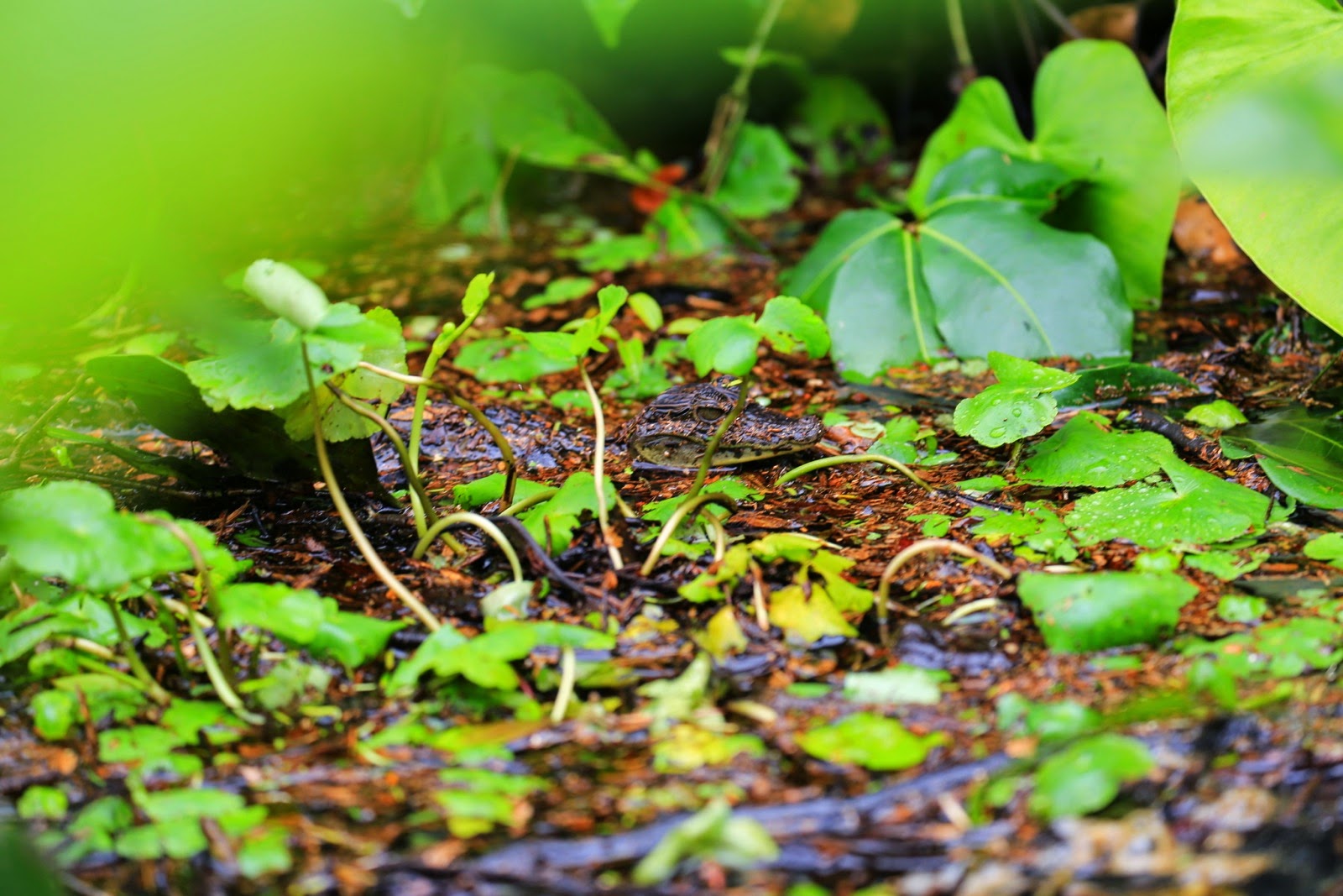 Un lézard vert sur la berge