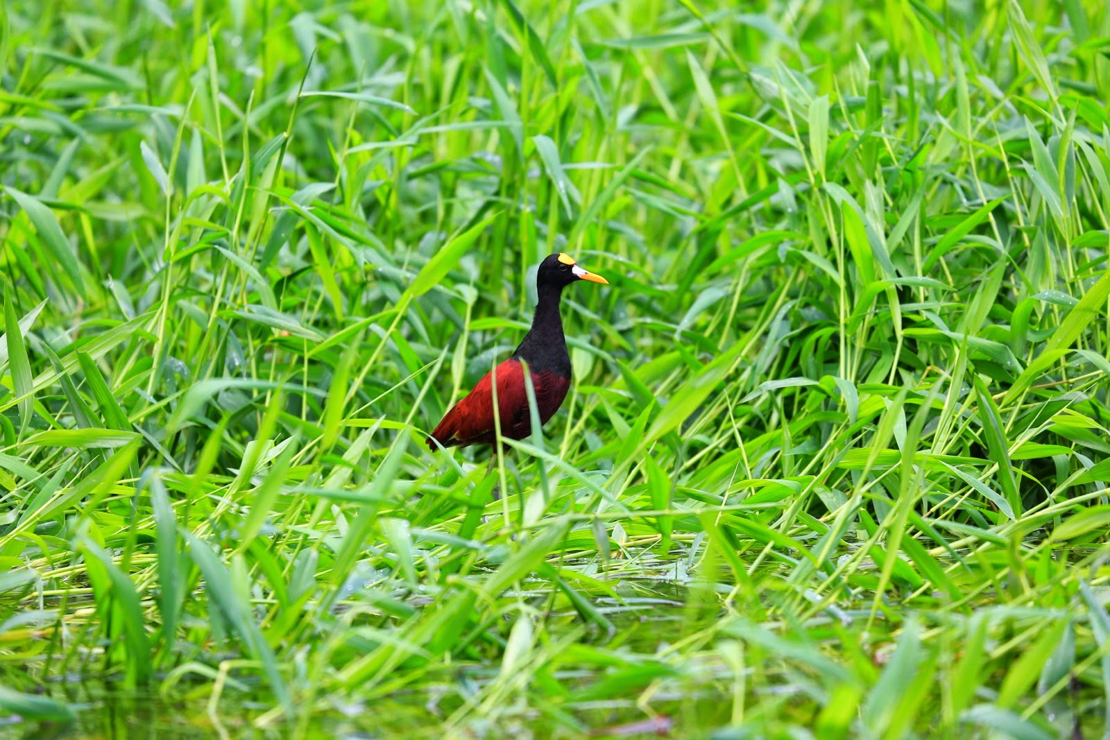 Un jacana dans l’herbe