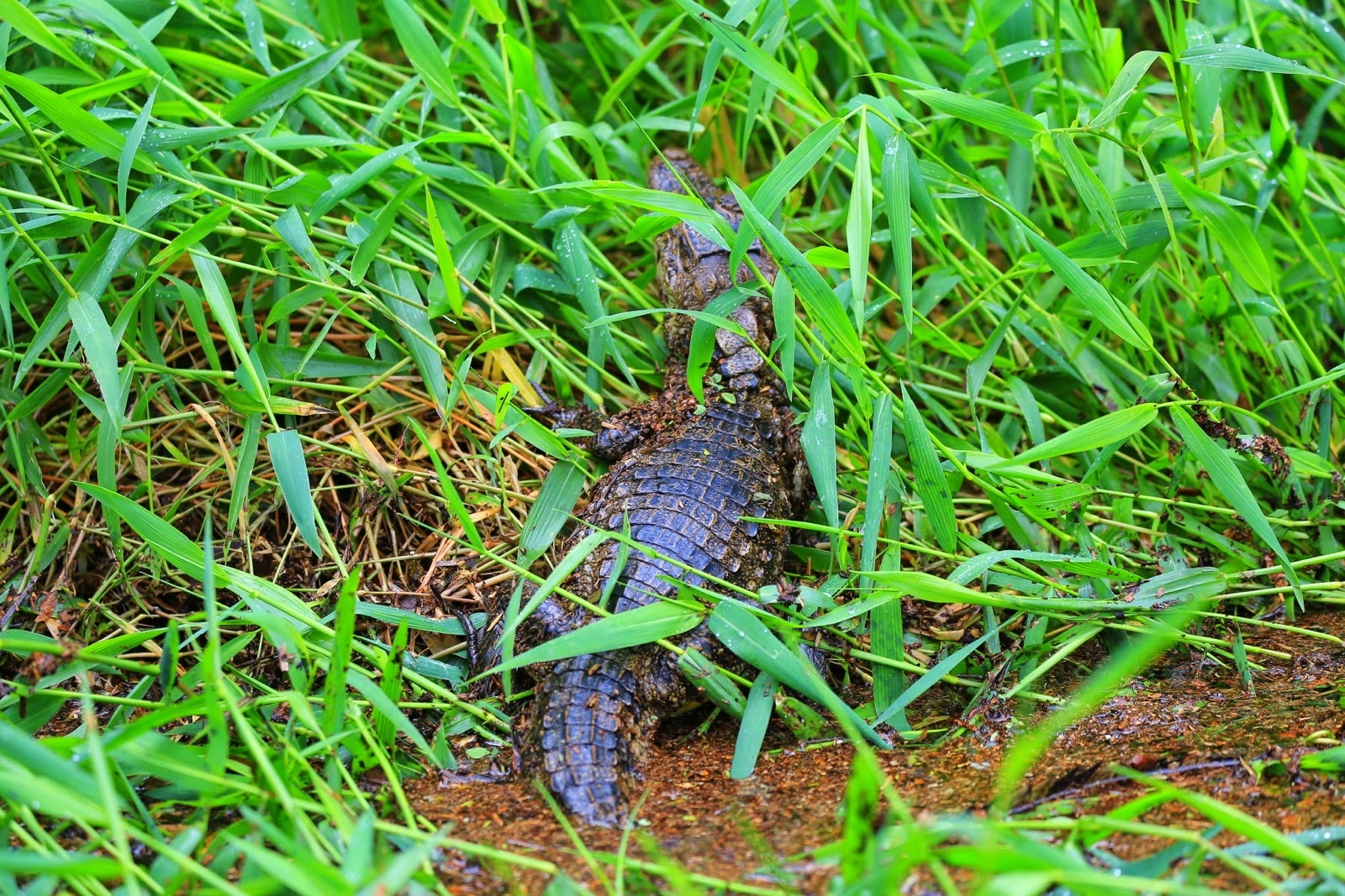 Un jeune caïman dans les herbes, au bord d’un caño de Tortuguero
