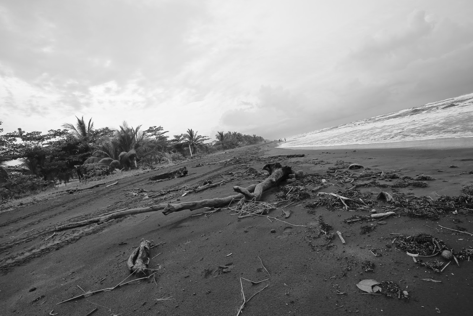 Bois flotté sur la plage de sable noir