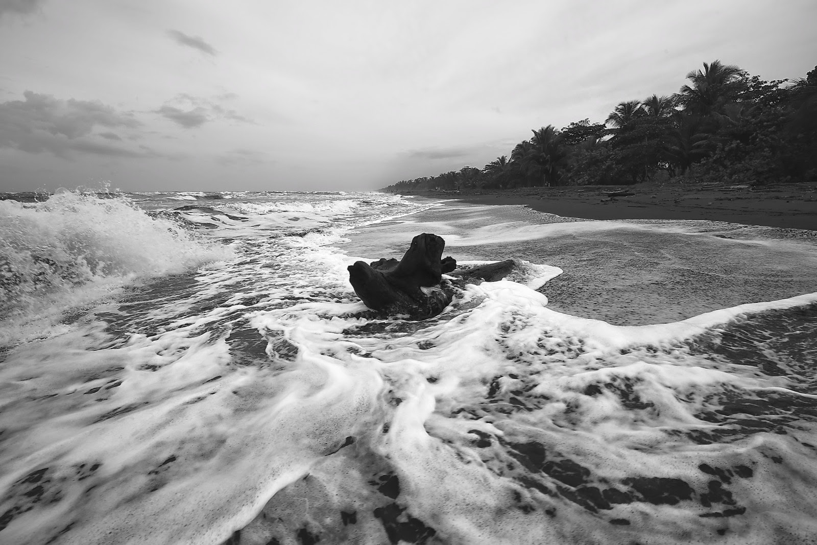Les vagues se brisent sur un tronc échoué