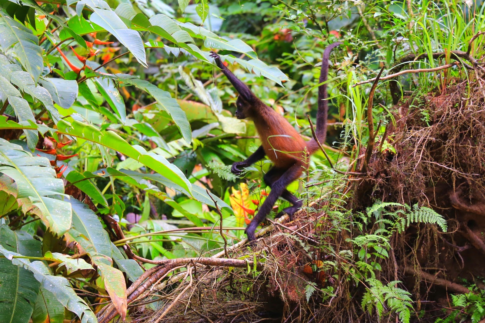 Un singe araignée dans la végétation