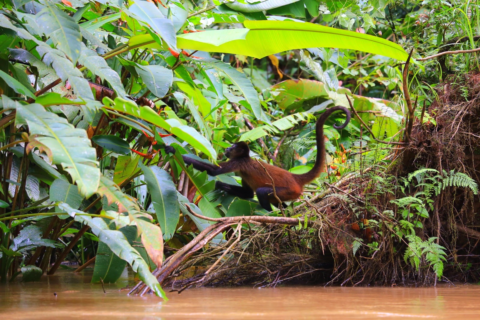Un oiseau aux longues pattes au bord de l’eau