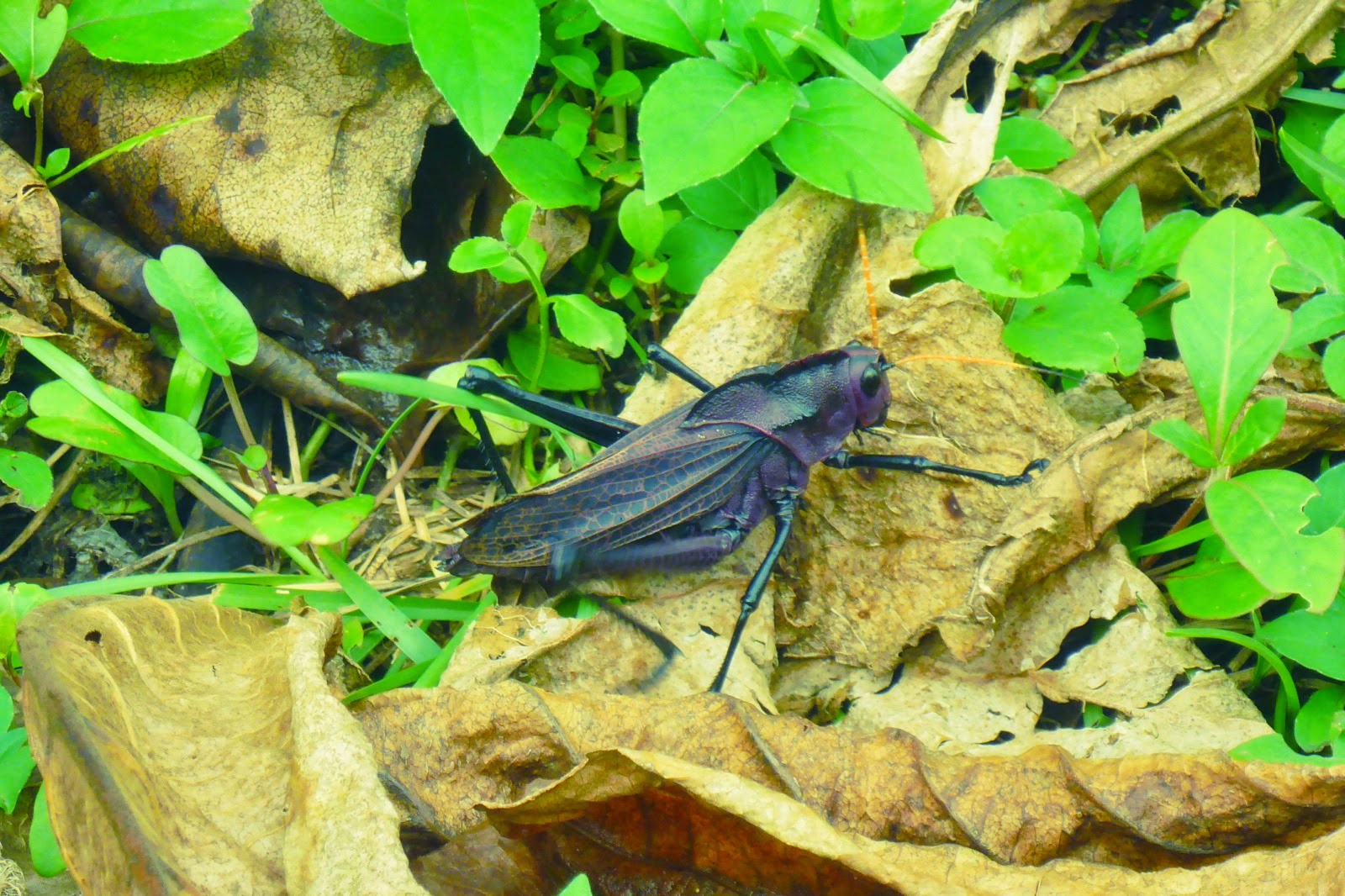 Une énorme sauterelle sur les feuilles mortes
