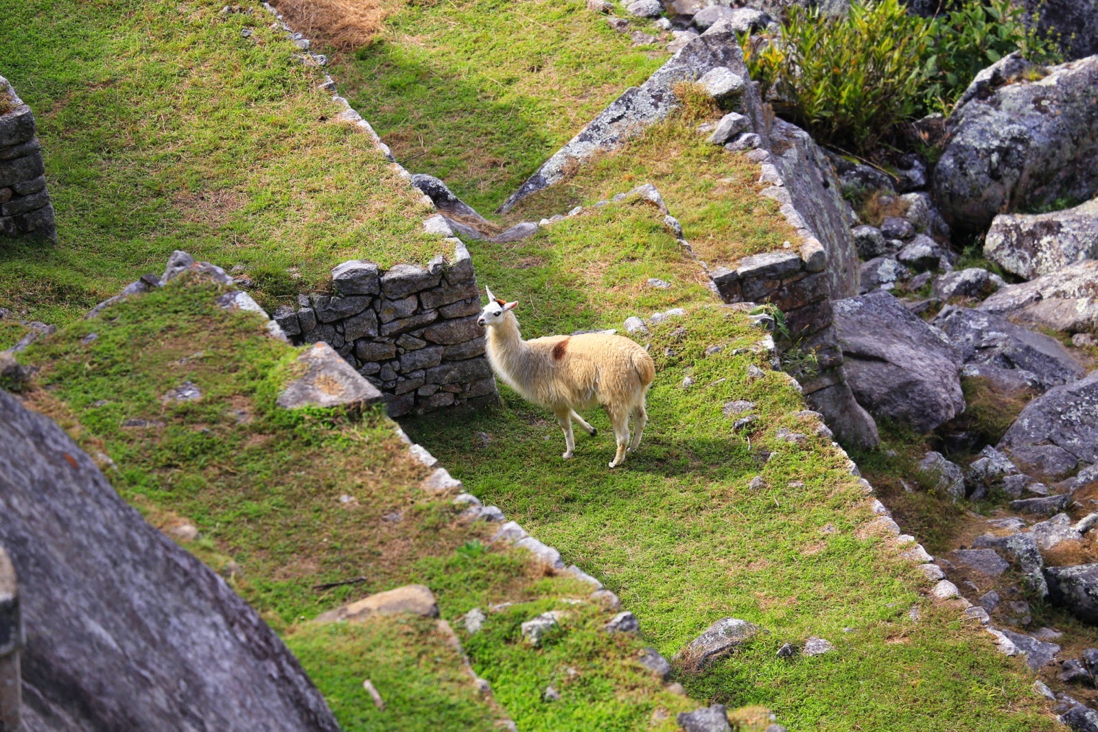 Lama blanc sur une terrasse herbeuse