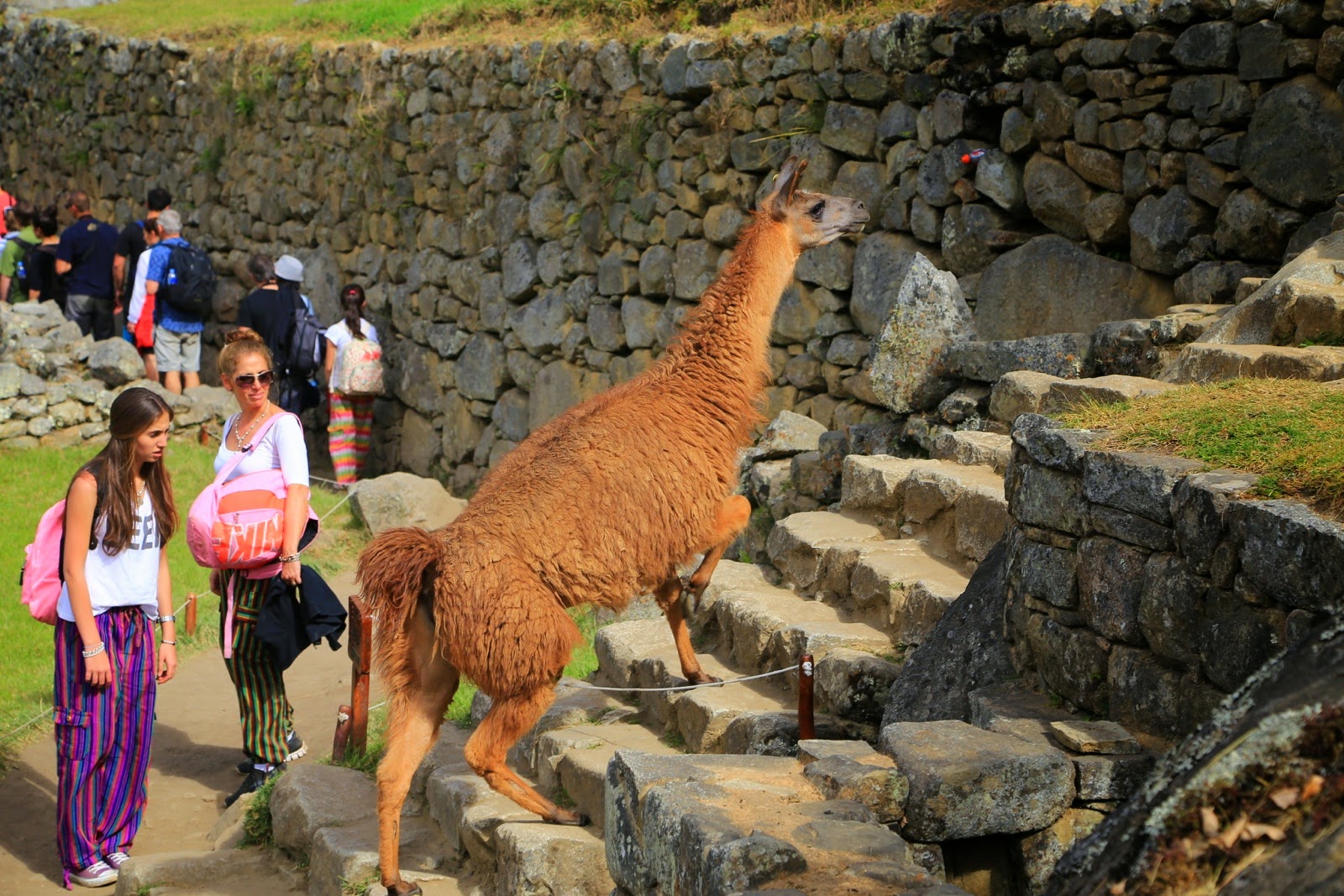 Lama montant les marches au milieu des visiteurs