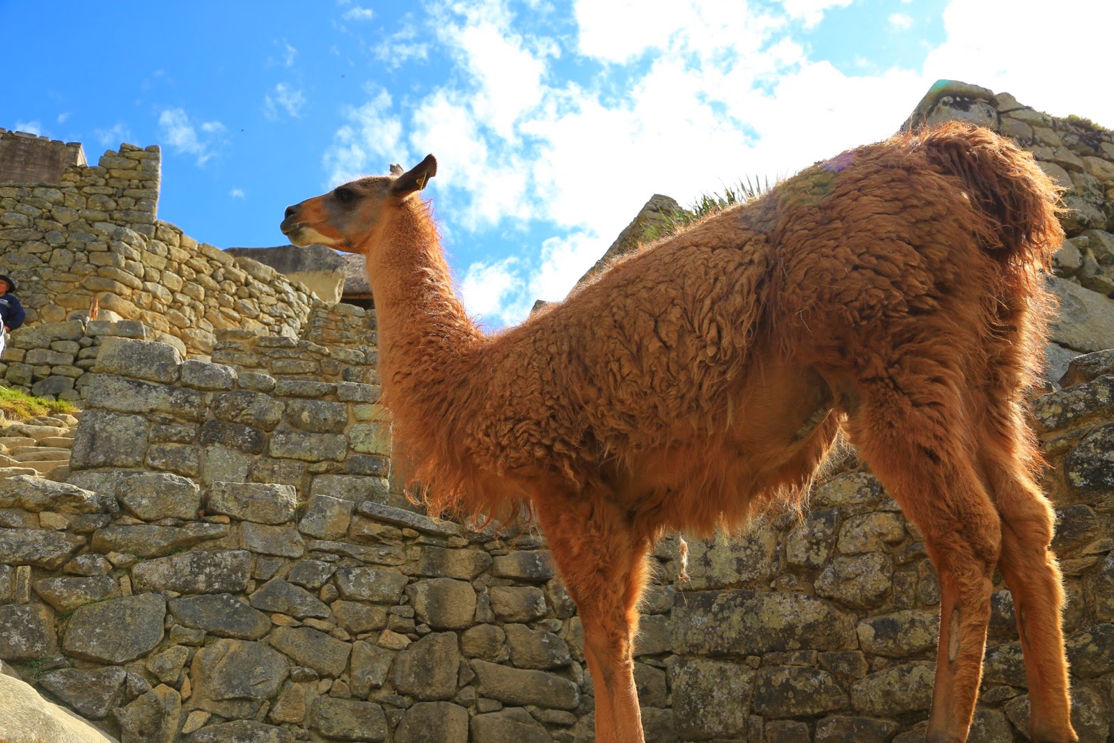 Lama brun au sommet d’un mur inca
