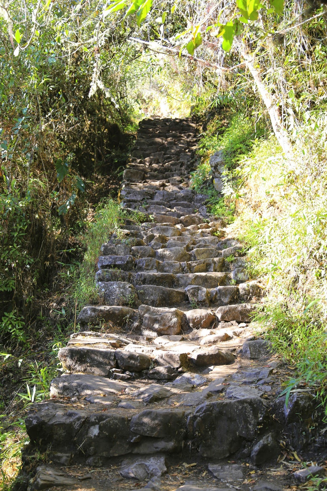 Marches de pierre irrégulières dans la végétation