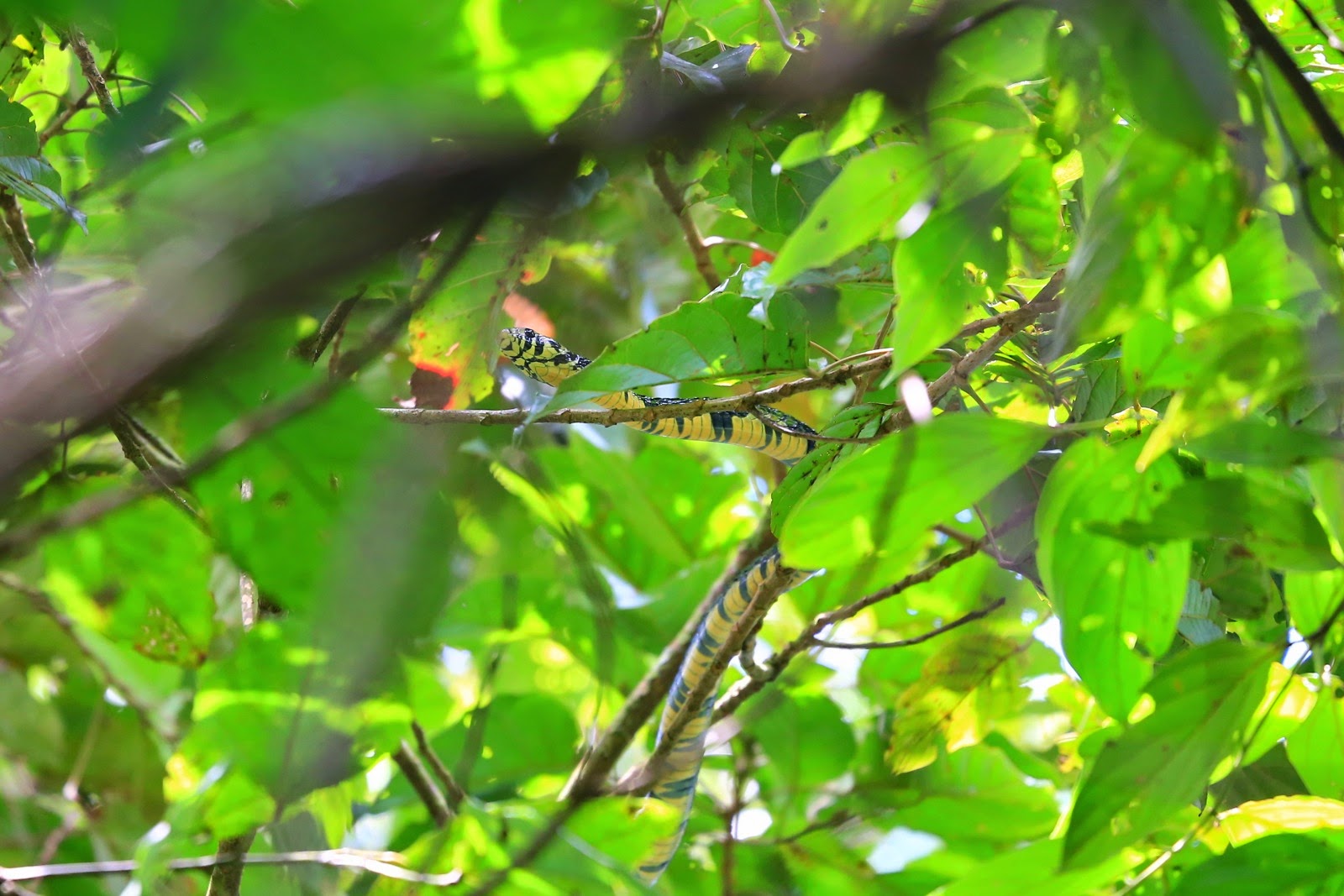 Un oiseau caché dans le feuillage
