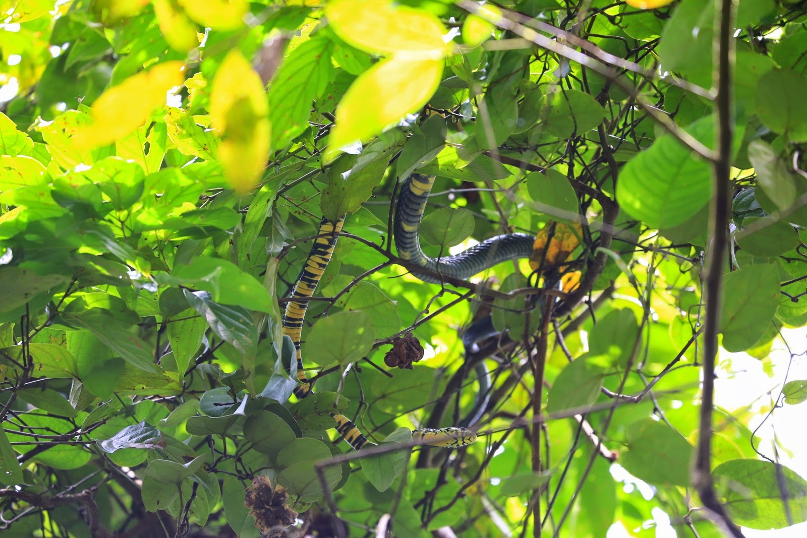 Feuillage de la forêt tropicale à contre-jour