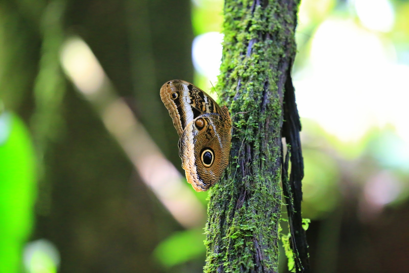 Un papillon hibou posé sur un tronc moussu